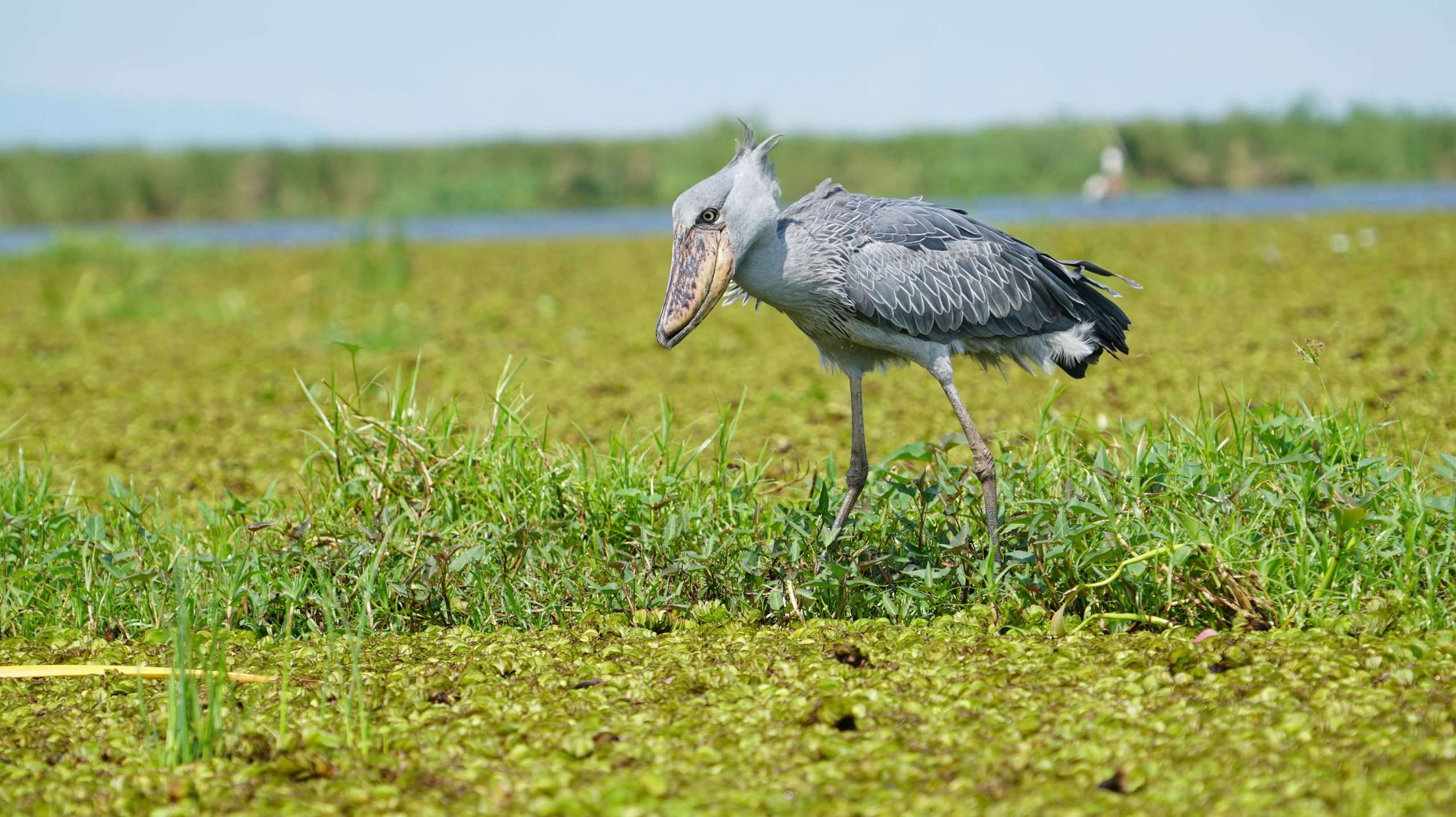 Bird watching 