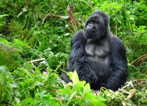 6 Days double Gorilla trek(Monday and Wednesday)