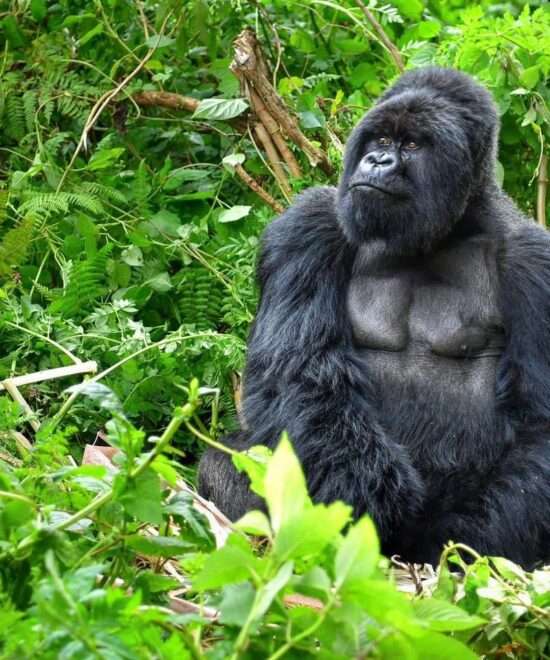 6 Days double Gorilla trek(Monday and Wednesday)