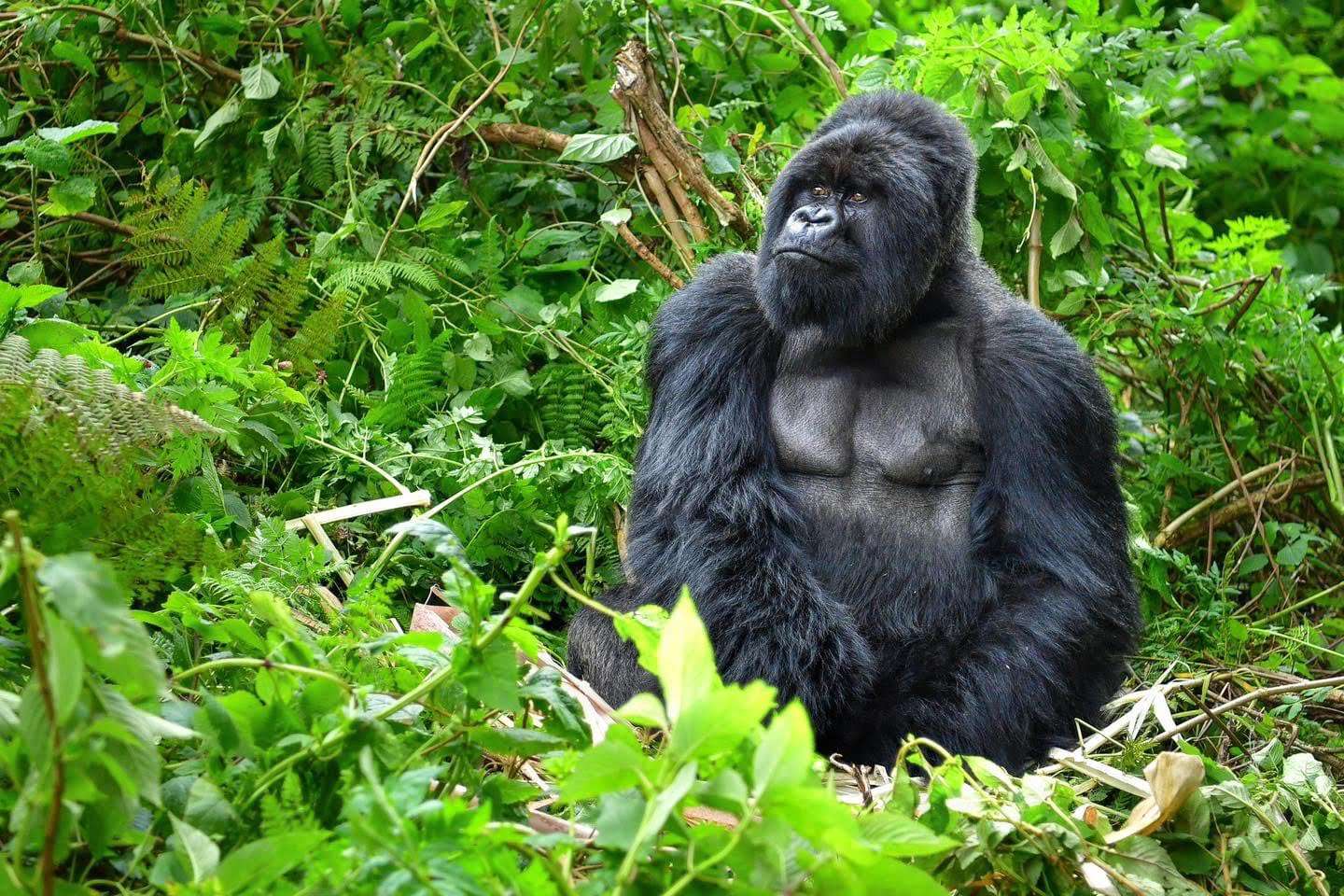 6 Days double Gorilla trek(Monday and Wednesday)