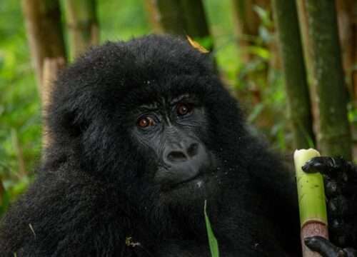 5 Days gorilla trek and nyiragongocamping (Friday only)