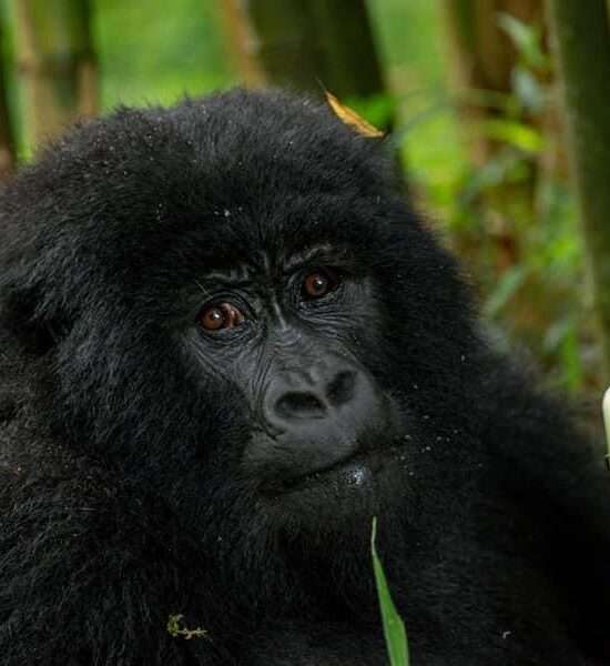 5 Days gorilla trek and nyiragongocamping (Friday only)