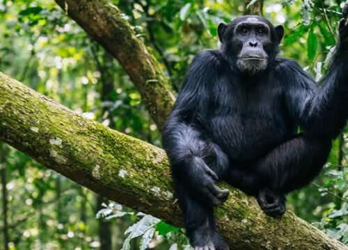 Low land gorilla Trekking in DR congo